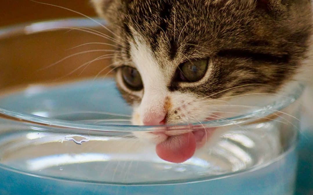 clean water for pets