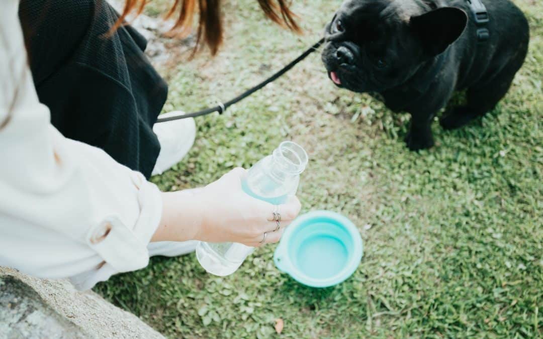 Pets with Clean Water